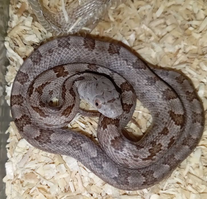 Wąż smugowy Pantherophis alleghaniensis 2025