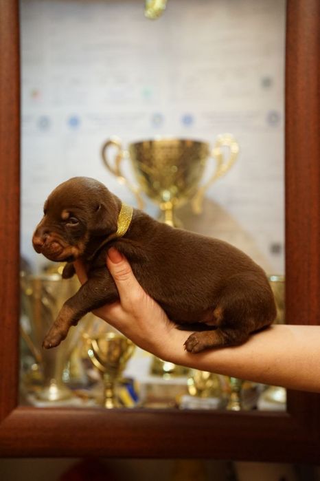 Щенки добермана бронь