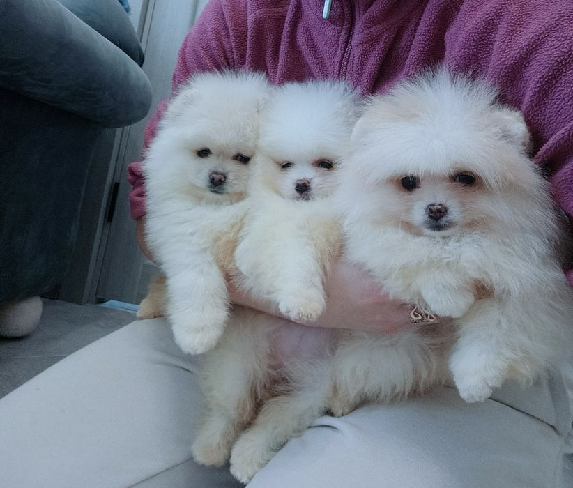 Дівчатка і хлопчики шпіци