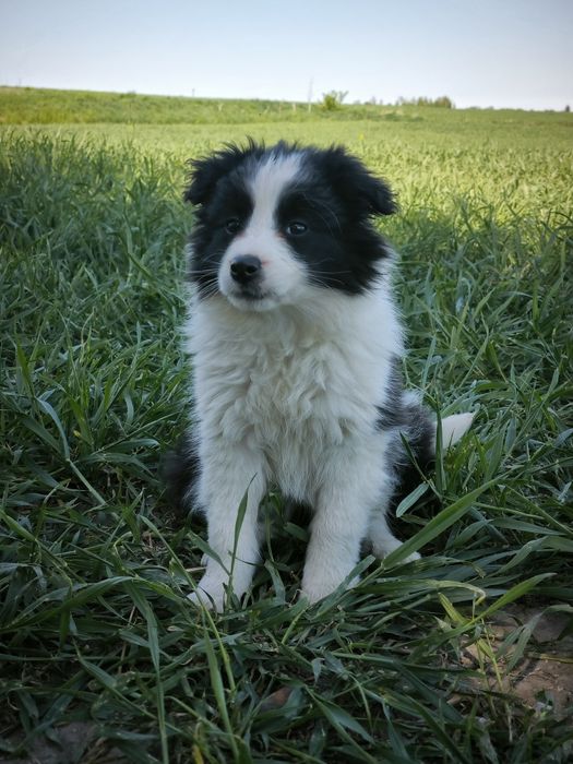 Border Collie Czarno Biały Samiec
