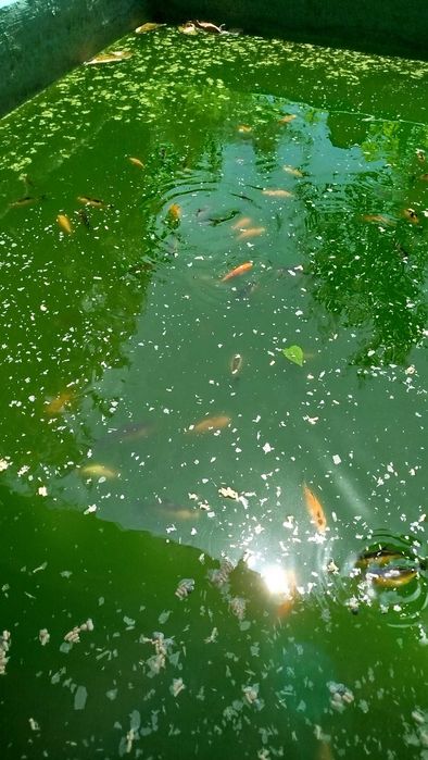 Peixes de aquário ou lago