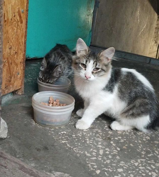 Віддамо кошенят в хороші руки безкоштовно