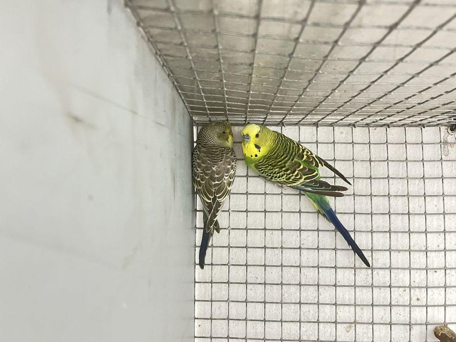 Casais de periquitos