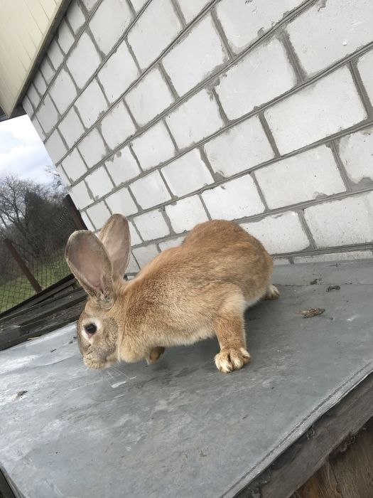 Кролиці, кроленята