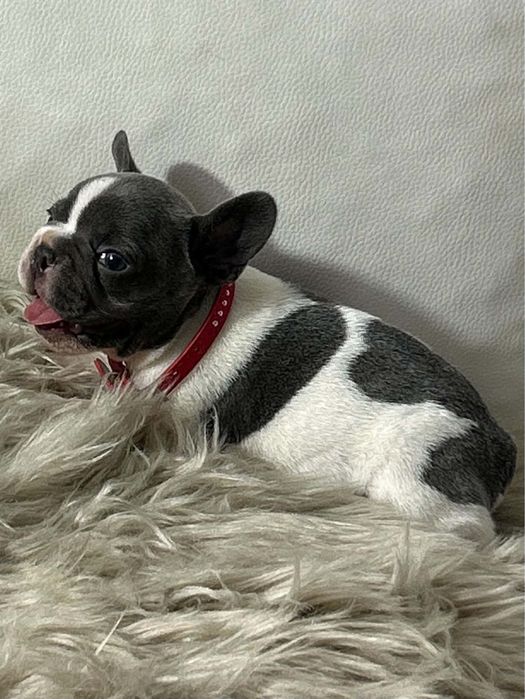 Buldog Francuski