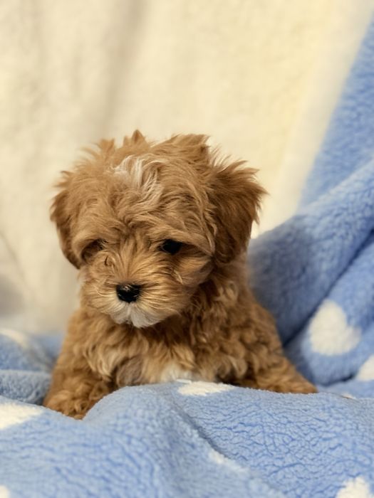 Мальтипу мини щенок!