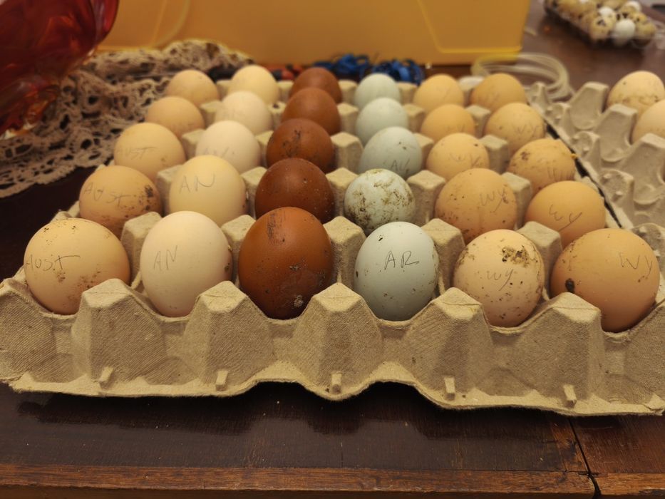 Ovos de galinha de raça