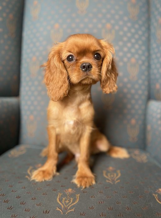 Cavalier king charles spaniel