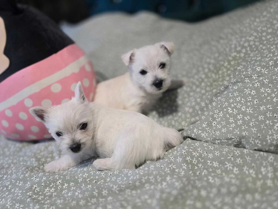 West Highland White Terrier-szczeniaki