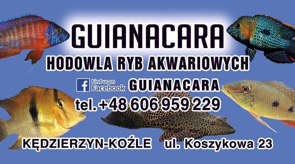 Gupiki Pawie oczko