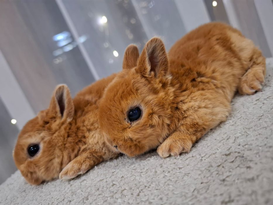 Królik króliczek karzełek rex miniaturka mini  lop