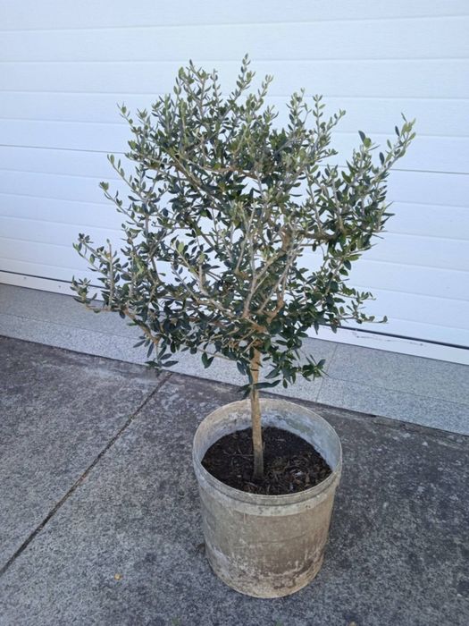 Vendo oliveiras bonitas para jardim