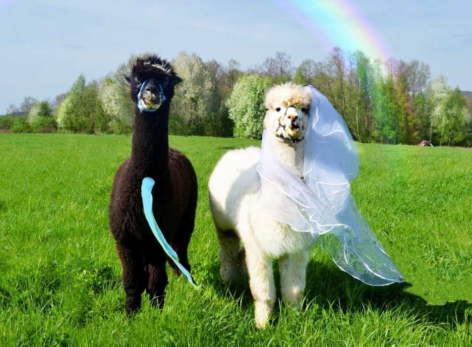 Domek Domki Sauna Ognisty Kocioł SPA  Beczka Alpaki Konie