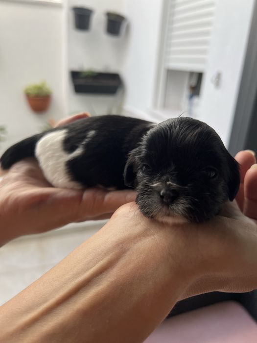 Cachorrinho Shih-tzu