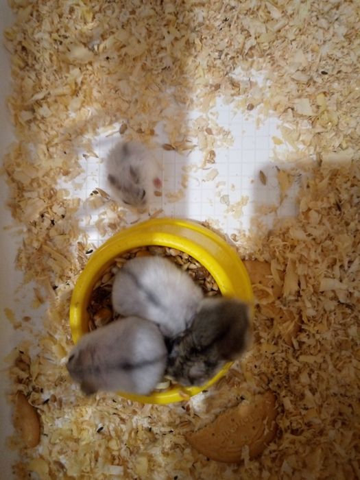 Хомячки Кременчуг