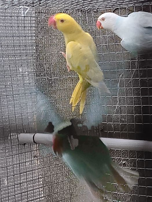 Ring necks fêmea