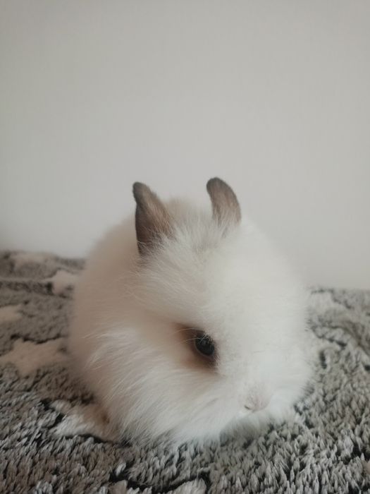 Króliczki miniaturki