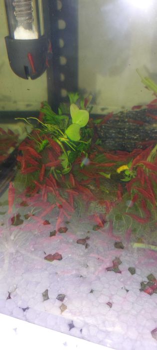 Krewetki RED szukają nowego domku :-) ŁADNE