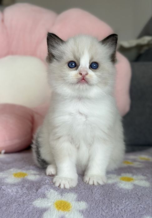 Piękna koteczka ragdoll rodowód FPL