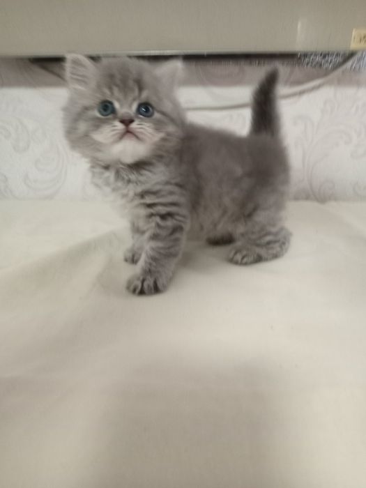 Продаётся шикарный котик