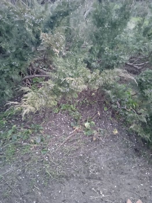 Можжевеловый куст