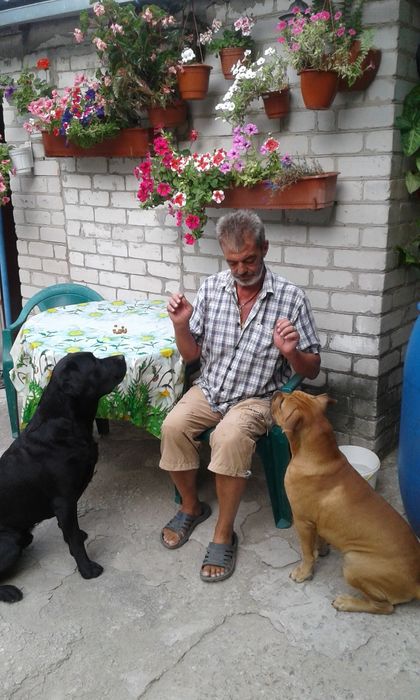 Передержка собак.