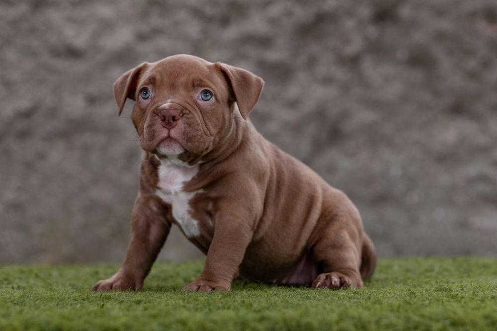 American Bully Pocket  ABKC suczka