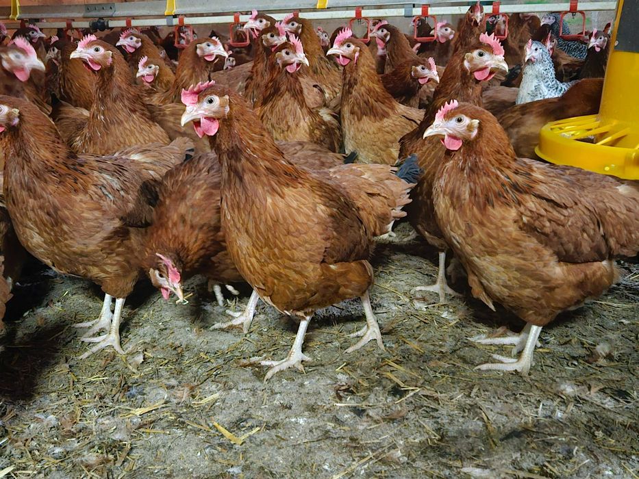 Kurki nioski ROSA brązowa i kolor odchowane