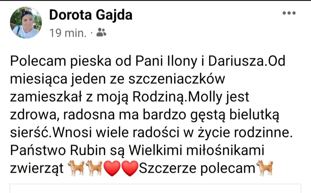 Piękny malutki Maltańczyk
