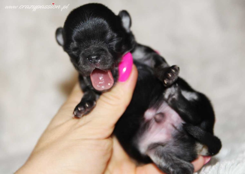 Maleńkie długowłose chihuahua z hodowli Crazy Passion FCI