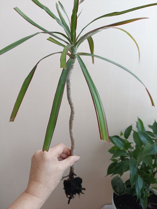 Драцена маргината