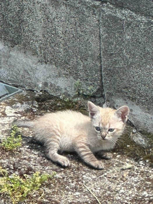 Adoção de Gatos Bebes