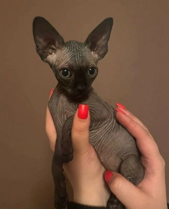 Кошенята від канадського сфінкса