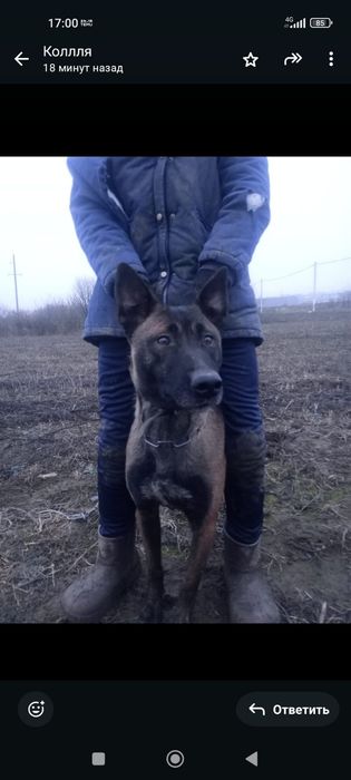 Цуценята малінуа