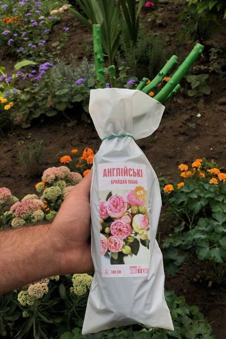 Саджанці троянд (Роздріб, Опт, Дропшипінг)/ Саженцы роз