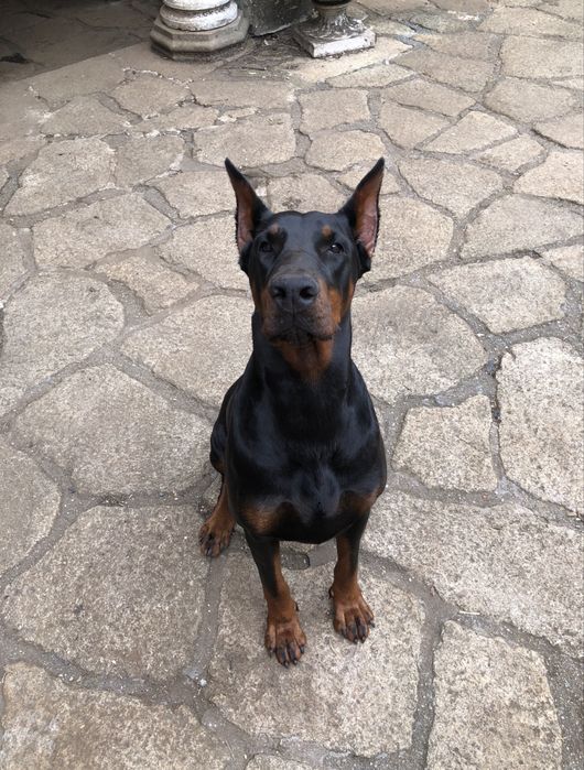 Dobermans com excelente Lop e qualidade