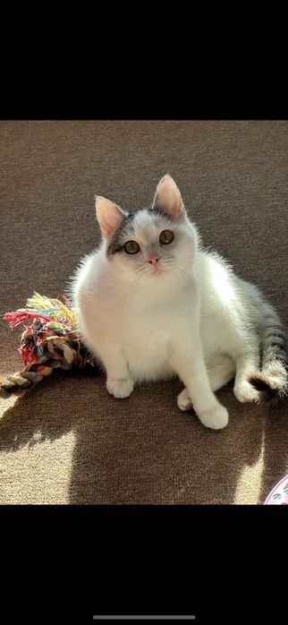 Mgiełka i Mżawka do adopcji - pokochaj koteczki