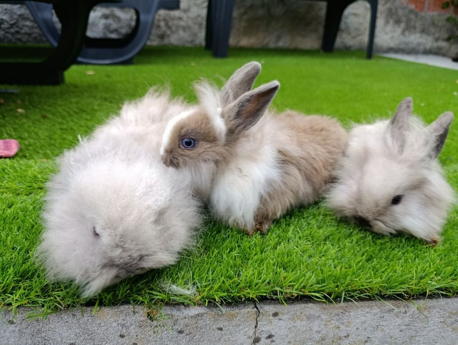 Coelhos anões 2 meses