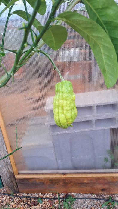 Buddha Hand Fruiting Lemon