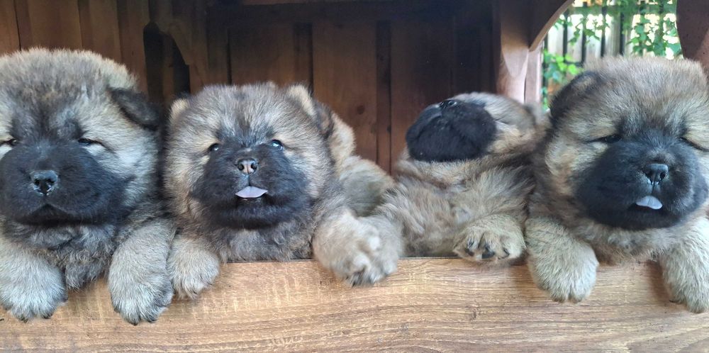 Chow chow szczeniaki