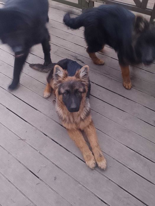 owczarek niemiecki długowłosy szczeniak