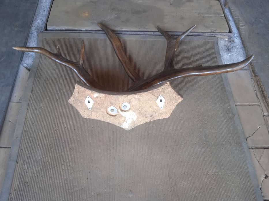 Продам оленьи рога