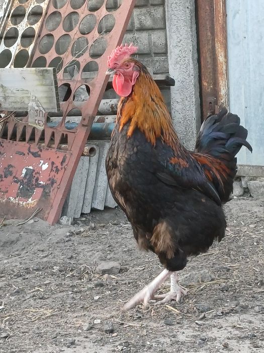 Koguty zeszłoroczne