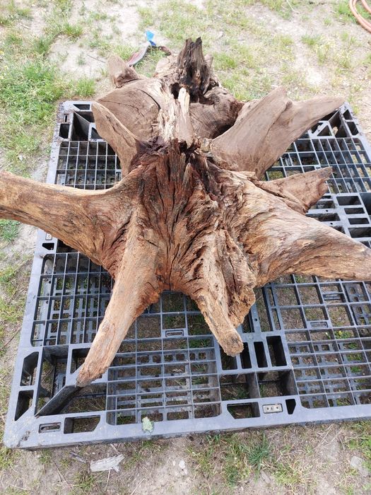 Korzeń ozdoba ogrodu