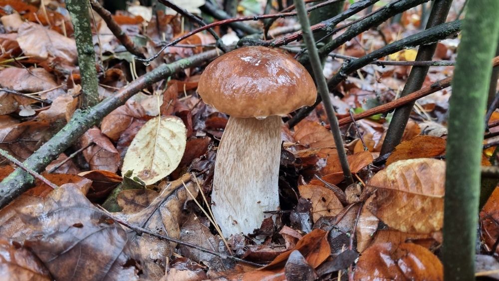 Grzyby suszone mix Podgrzybek, BOROWIK, kozak