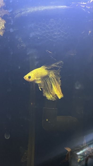 Aquário 14L c/betta branco em tratamento