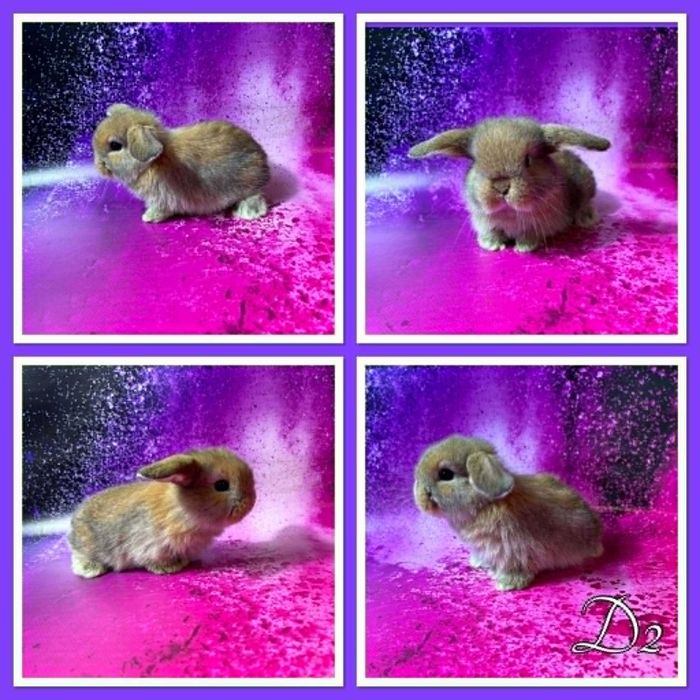 Mini Lop - odbiór koniec czerwca/początek lipca