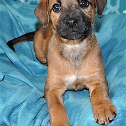 Віддам цуценя лабрадора