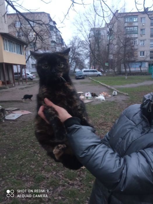 Черепашкова красуня