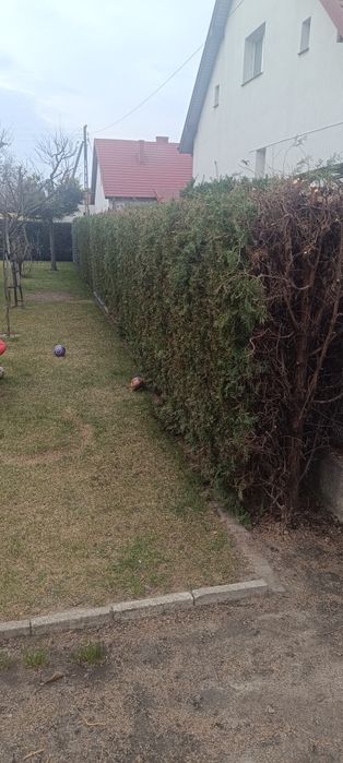 Tuje szmaragd  za darmo